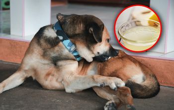 Jak pozbyć się pcheł u psa? Wykorzystaj popularny sok
