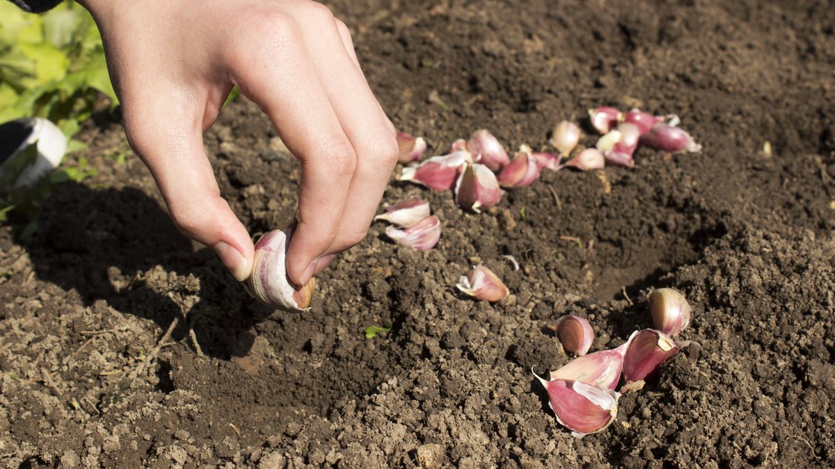 Kiedy sadzić czosnek ozimy?