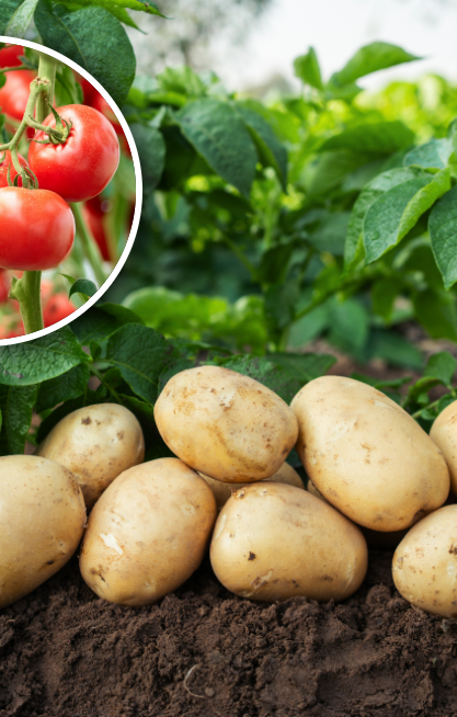 Warzywni krewni. Ziemniaki pochodzą od przodków pomidorów