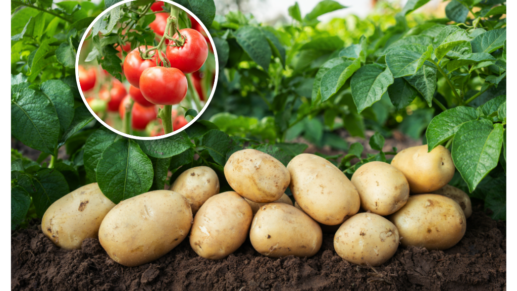Ziemniaki są spokrewnione z pomidorami