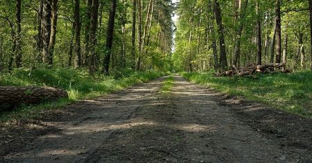 Lublin mówi „nie” dla wycinki drzew w Puszczy Karpackiej. Pikieta przed siedzibą RDLP