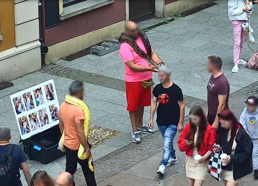 Węże koło Neptuna. Interwencja policji w centrum Gdańska