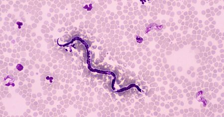 Parazytolog - diagnozowane choroby, badania, metody leczenia