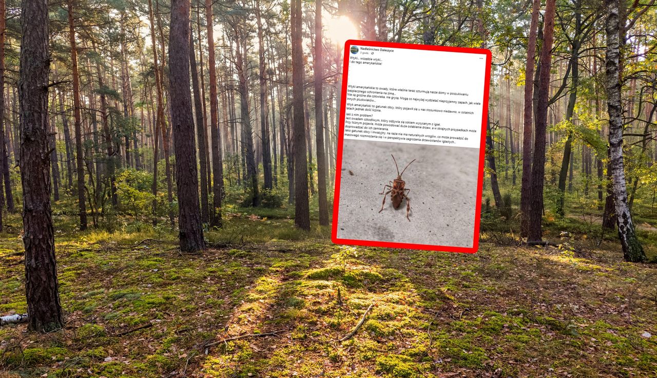 Znów są w Polsce. Leśnicy alarmują. "Gatunek obcy i inwazyjny"