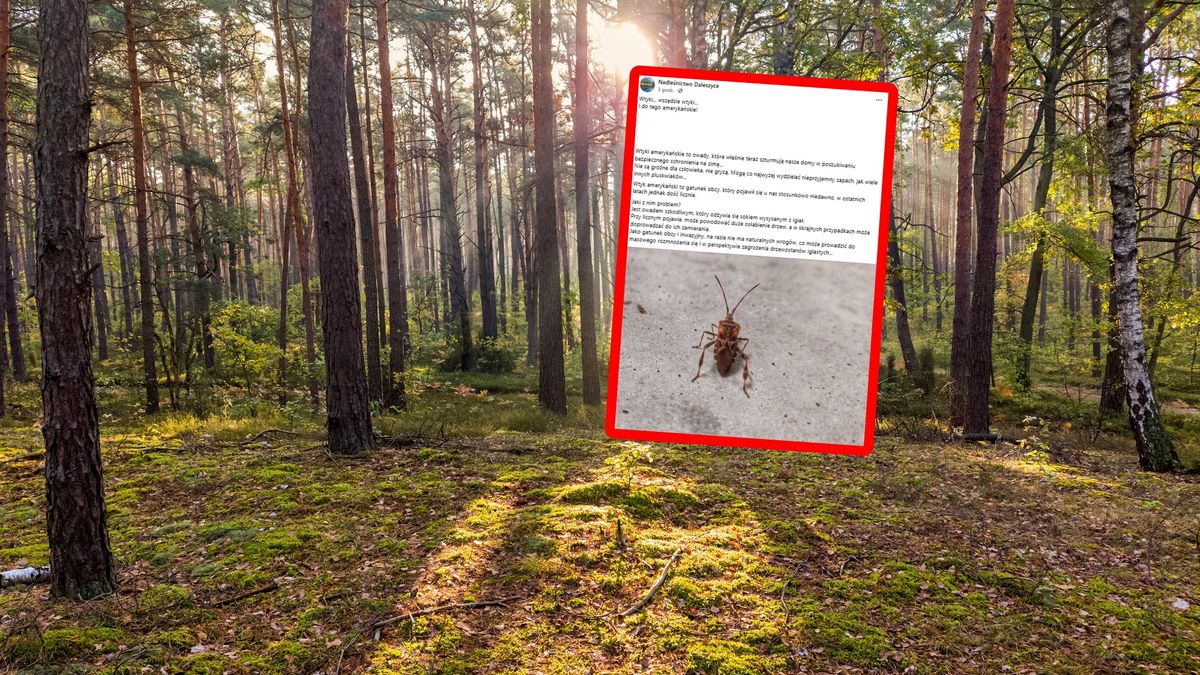 Wtyki amerykańskie pojawiają się w Polsce.