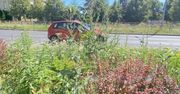Leszno: Samorząd dostał pieniądze na poprawę zieleni