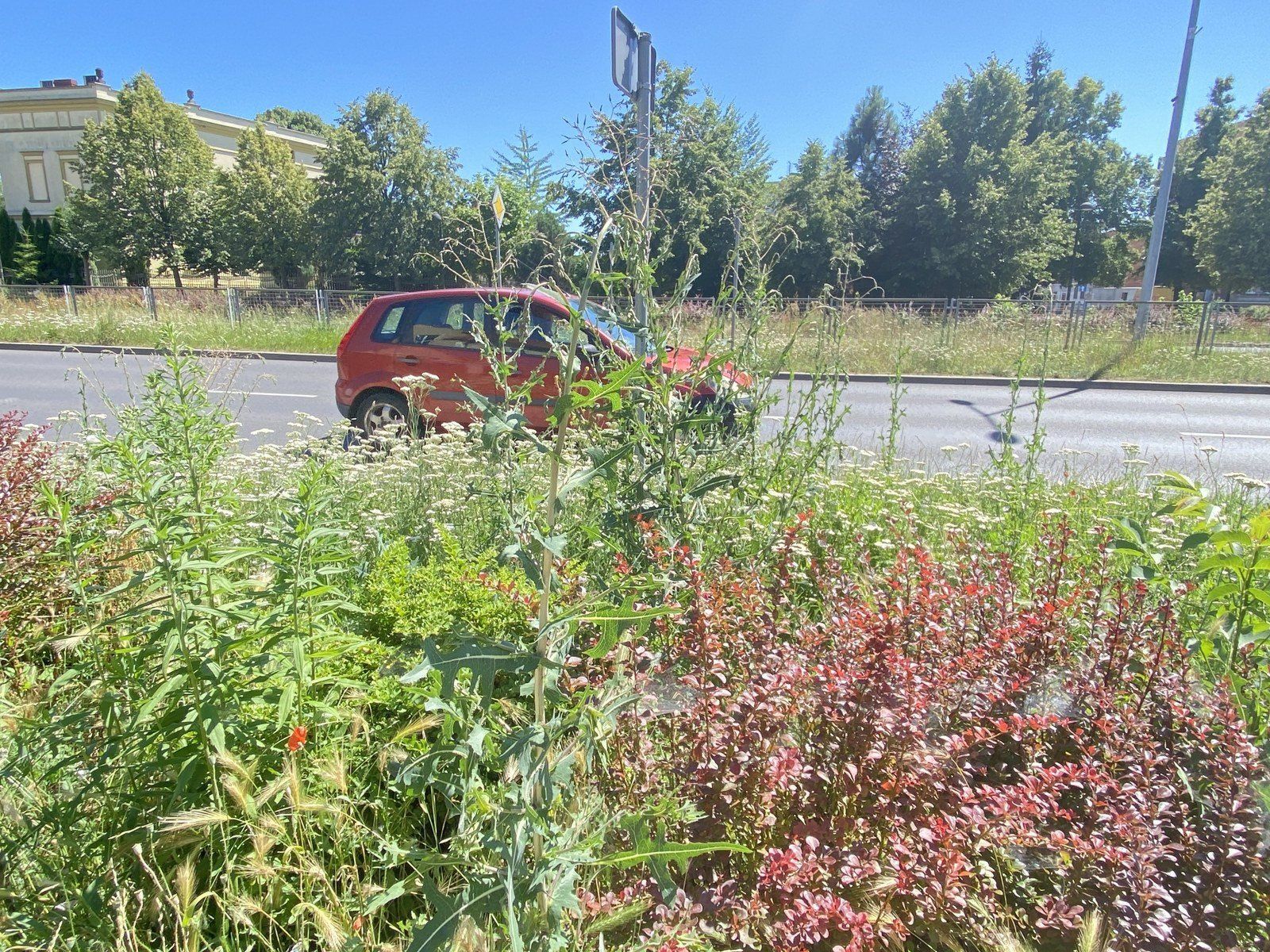 Zieleń w Lesznie