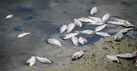 Bałtyk pułapką dla ryb? W jednym miejscu doszło do masowego śnięcia