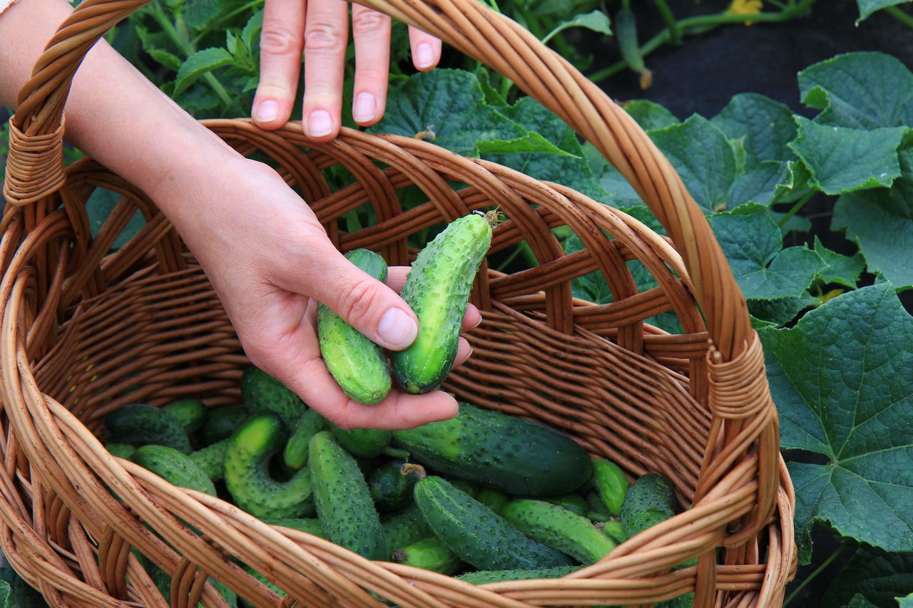 An exotic wonder. Transform your cucumber harvest with this Japanese method