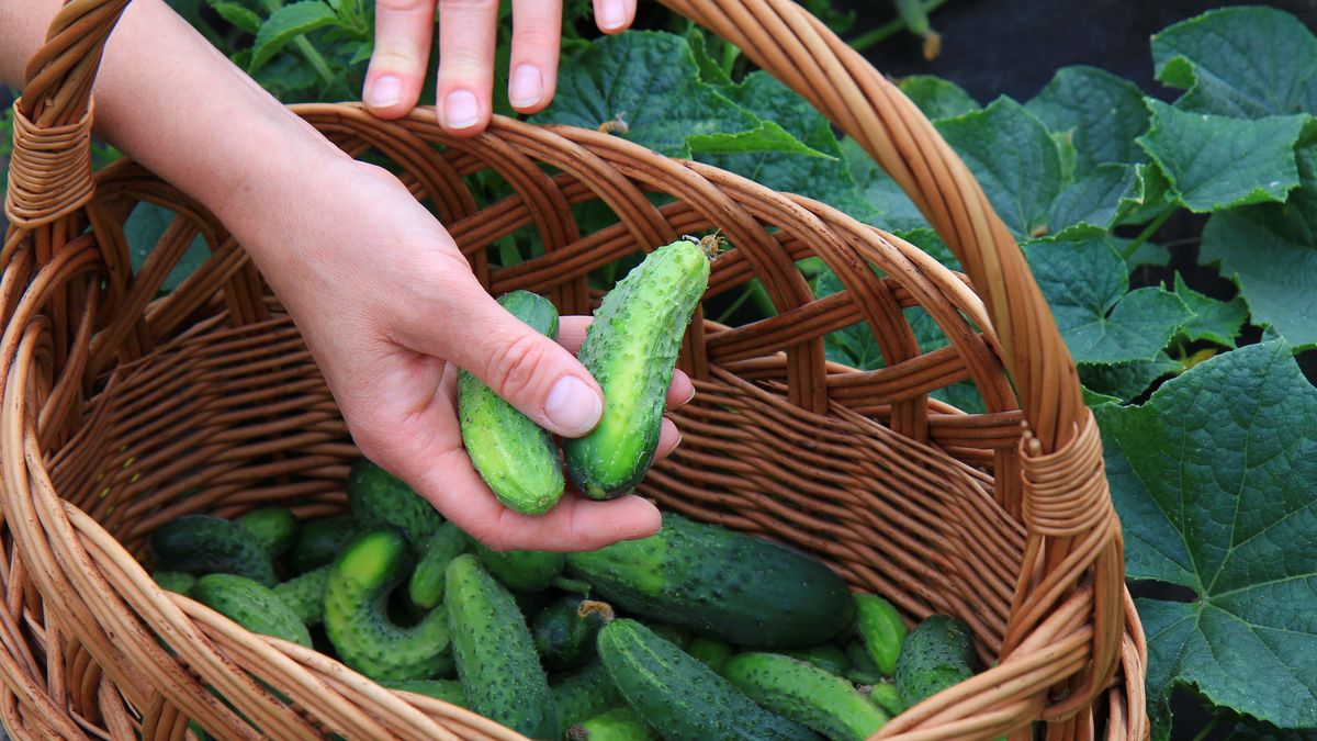 Domowy nawóz do ogórków