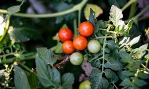 Jak przycinać pomidory koktajlowe? O tym pamiętaj