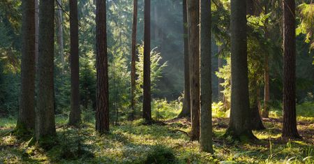 Powstaje pierwszy taki las w Polsce. Leśnicy wskazali konkretny termin