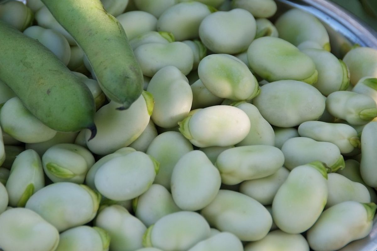 How to prepare tasty broad beans?