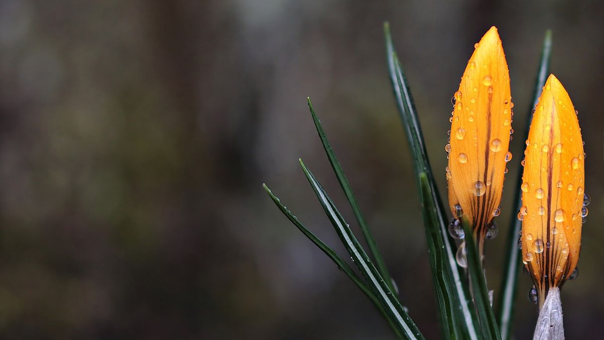 Czy w lany poniedziałek popada?