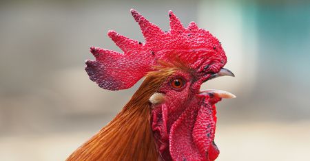 Niesforny kogut na krakowskim Zwierzyńcu. Właściciel gotów ugotować rosół