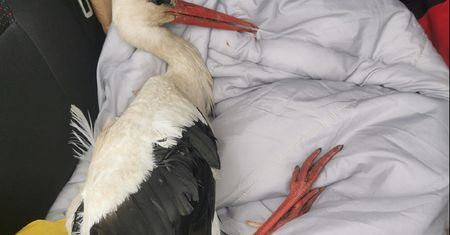 Bocian był w niebezpieczeństwie. Uratował go WOPR