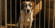 Poznań: Osiem psów z jednej interwencji. Schronisko prosi o pomoc