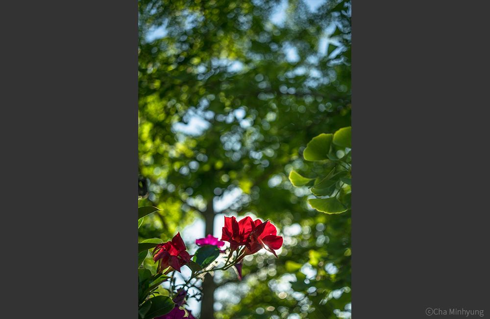 Samyang 35 mm f/2.8 nieduża, jasna stałka z mocowaniem Sony E 8