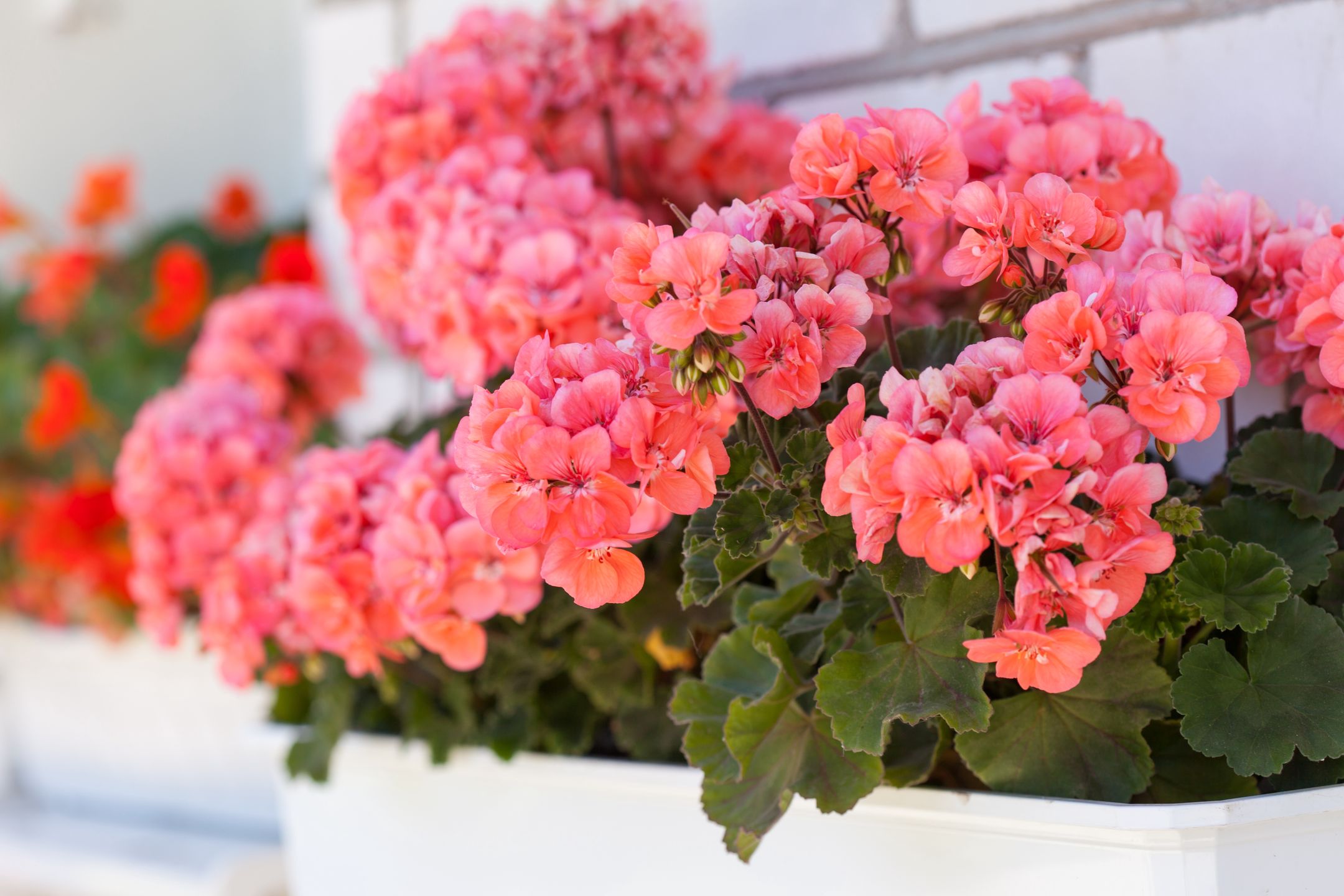 Zrób tak, a pelargonie obsypią się kwiatami