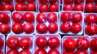 Często jedli pomidory. Wyniki badań były jednoznaczne