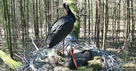 Niezwykłe nagrania. Zachwycają nawet Amerykanów, Węgrów i Norwegów