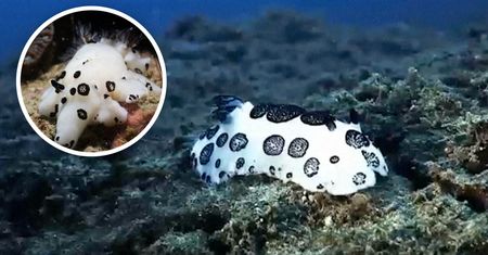 Niezwykłe odkrycie u wybrzeży Chin. Nurkowie zobaczyli pandę nudibranch