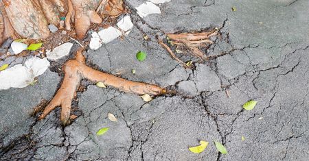 Nie sadź blisko domu. Kto nie posłuchał, teraz pluje sobie w brodę