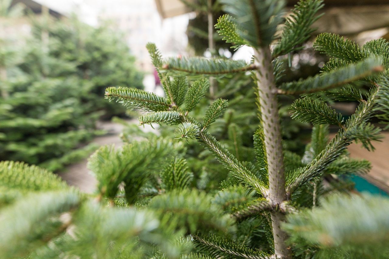 Choinki prosto z lasu wracają. Tyle realnie zapłacisz za drzewko