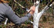 To ostatni moment na ten zabieg w ogrodzie. Bielenie drzew - jak skutecznie je wykonać