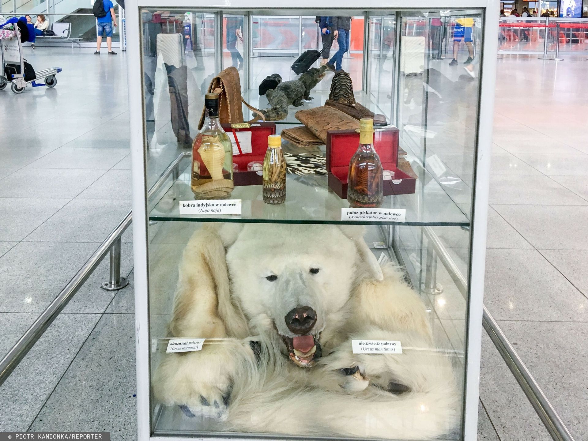 Skóra z niedźwiedzia polarnego, nalewka z kobrą indyjską, torebki i buty z krokodylej skóry - to tylko niektóre okazy przechwycone przez KAS, które można oglądać w gablotach na polskich lotniskach