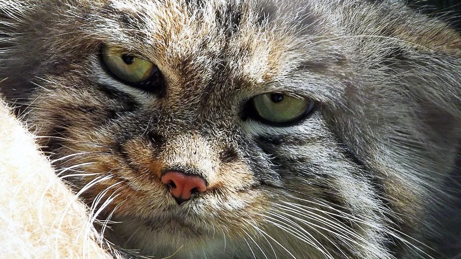 manul