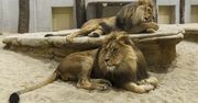 Skandal w Gizie. Lwy i tygrysy zabite w czasie remontu zoo