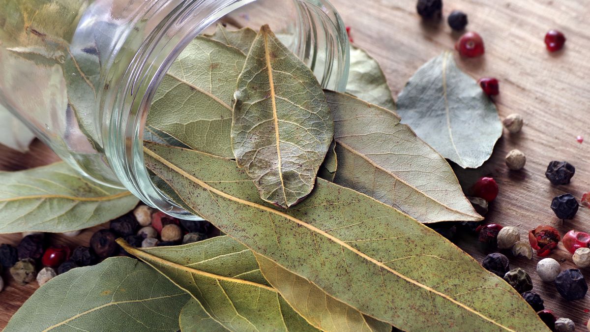 Liść laurowy ma wiele zastosowań