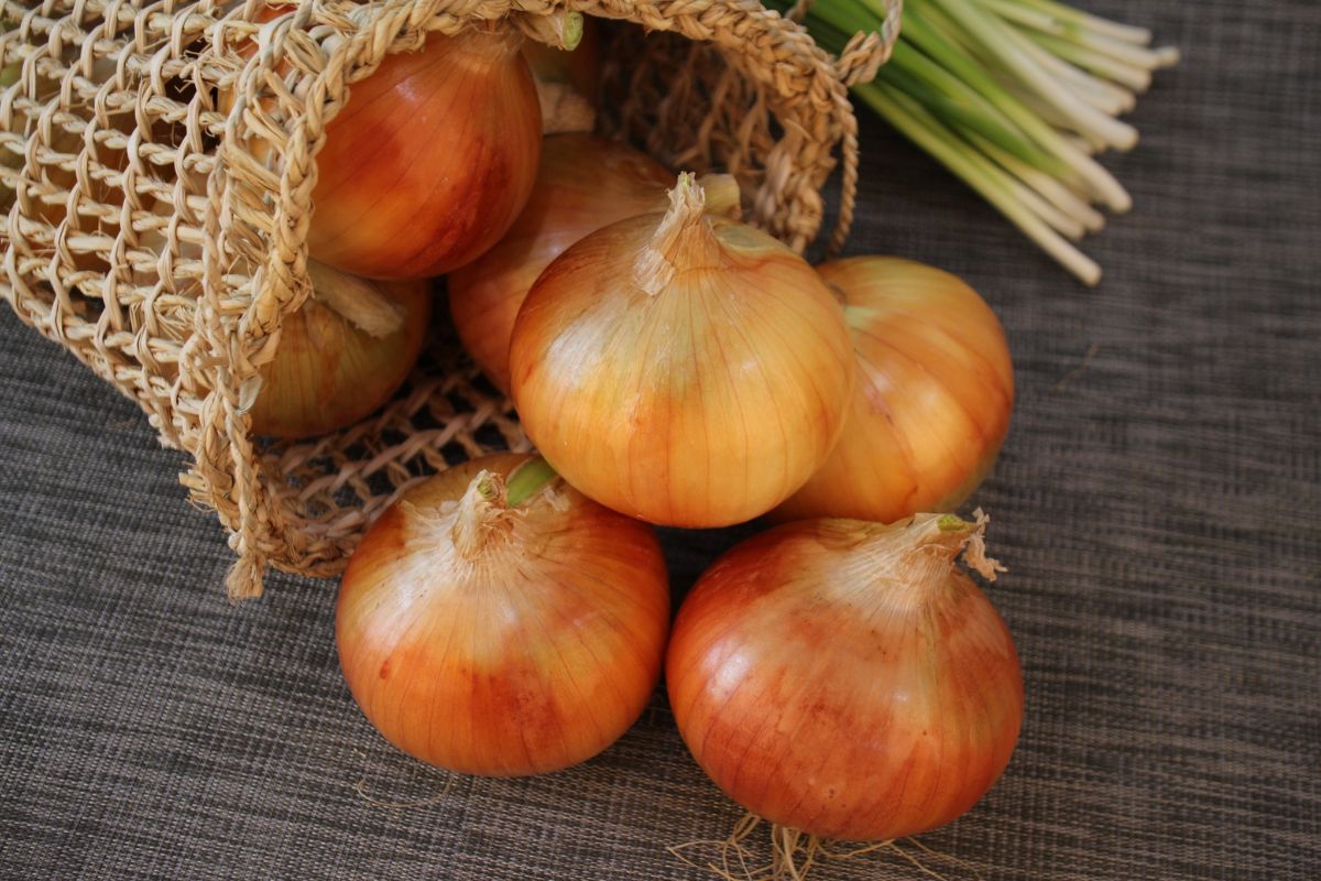 Onion - not just for dishes