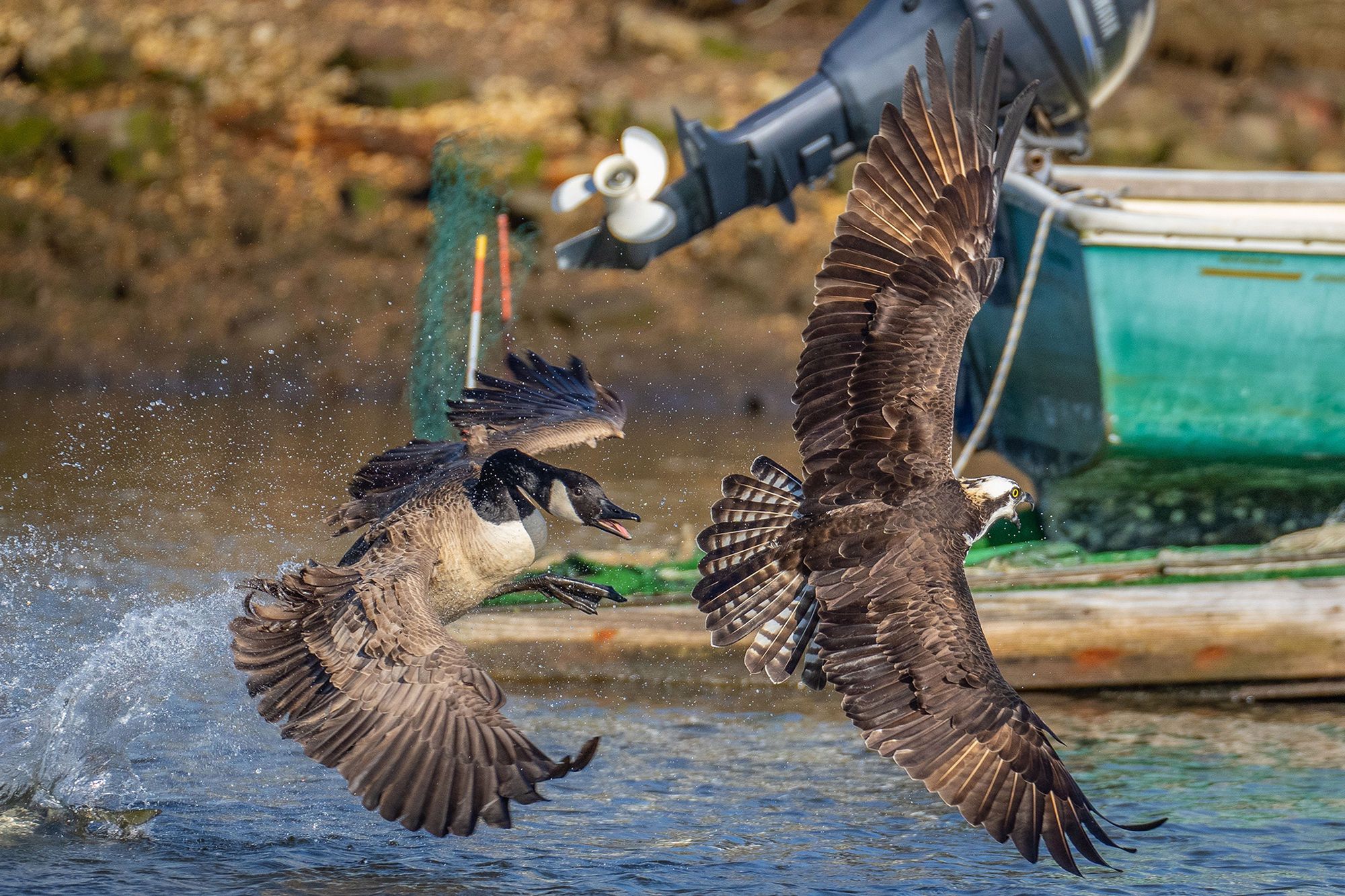 Gęś dała popalić rybołowowi.