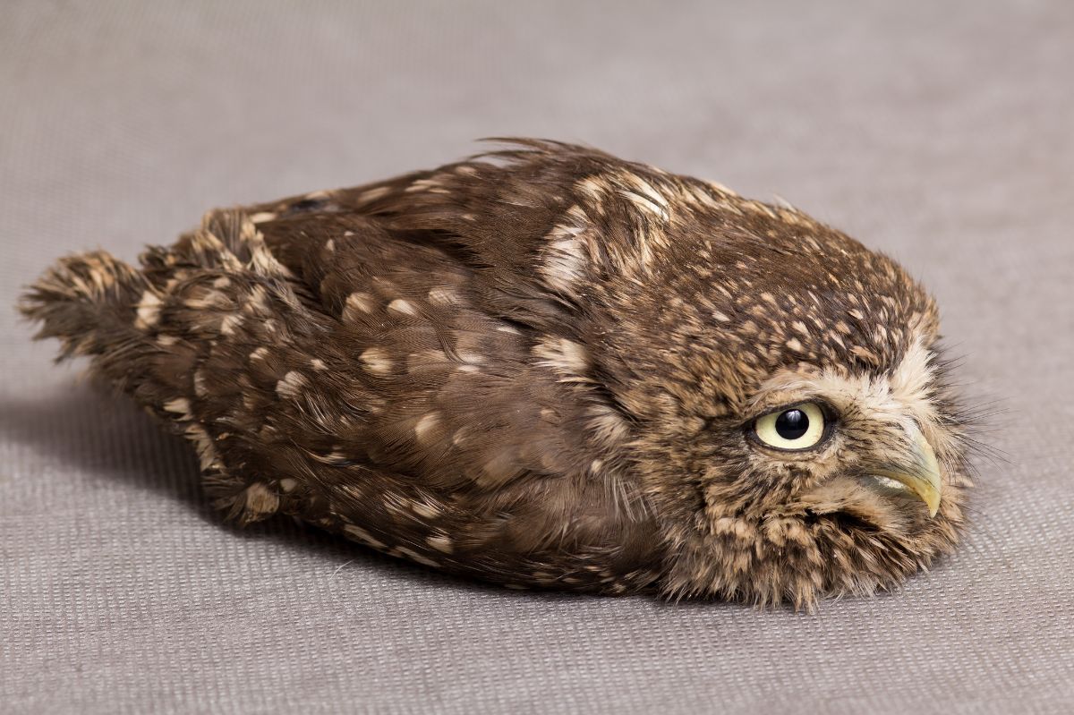 Exposing the nocturnal charm: Unusual sleeping habits of little owls