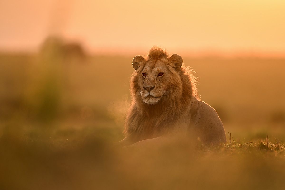 Nikkor Z 400 mm f/2.8 TC VR S – armata za kosmiczne pieniądze jest gotowa! 9