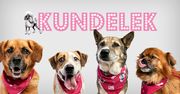Świętuj z nami DZIEŃ KUNDELKA! Pomóżcie nam znaleźć nowy dom dla wyjątkowych psiaków z Celestynowa