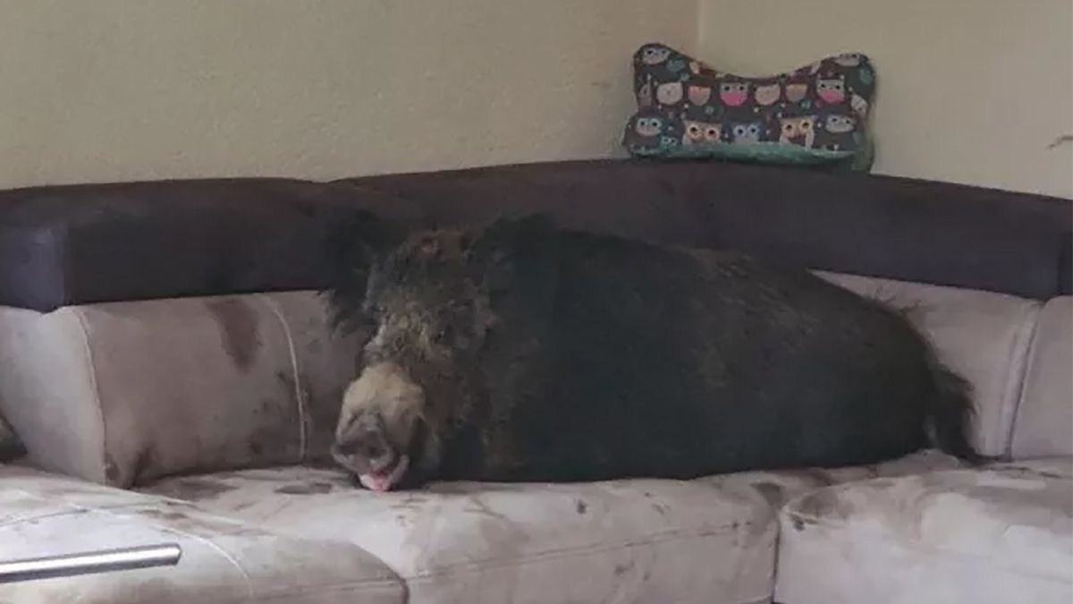 Na kanapie w salonie leżał zrelaksowany dzik