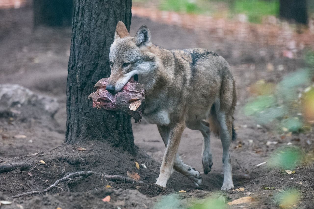Wilki w Wielkopolsce są coraz bliżej ludzi. Spotkanie w lesie, wizyty w miejscowościach. Czy mamy się czego obawiać?