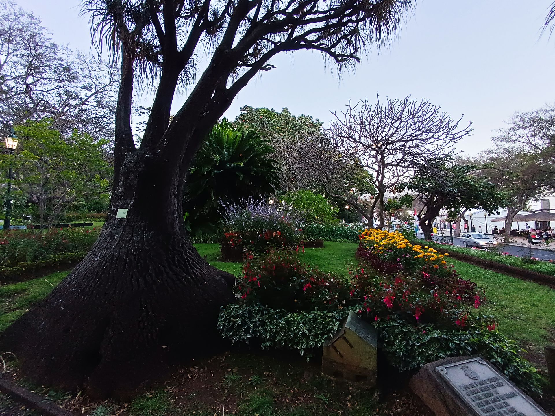 Funchal: Na każdym kroku tysiące kwiatów i roślin