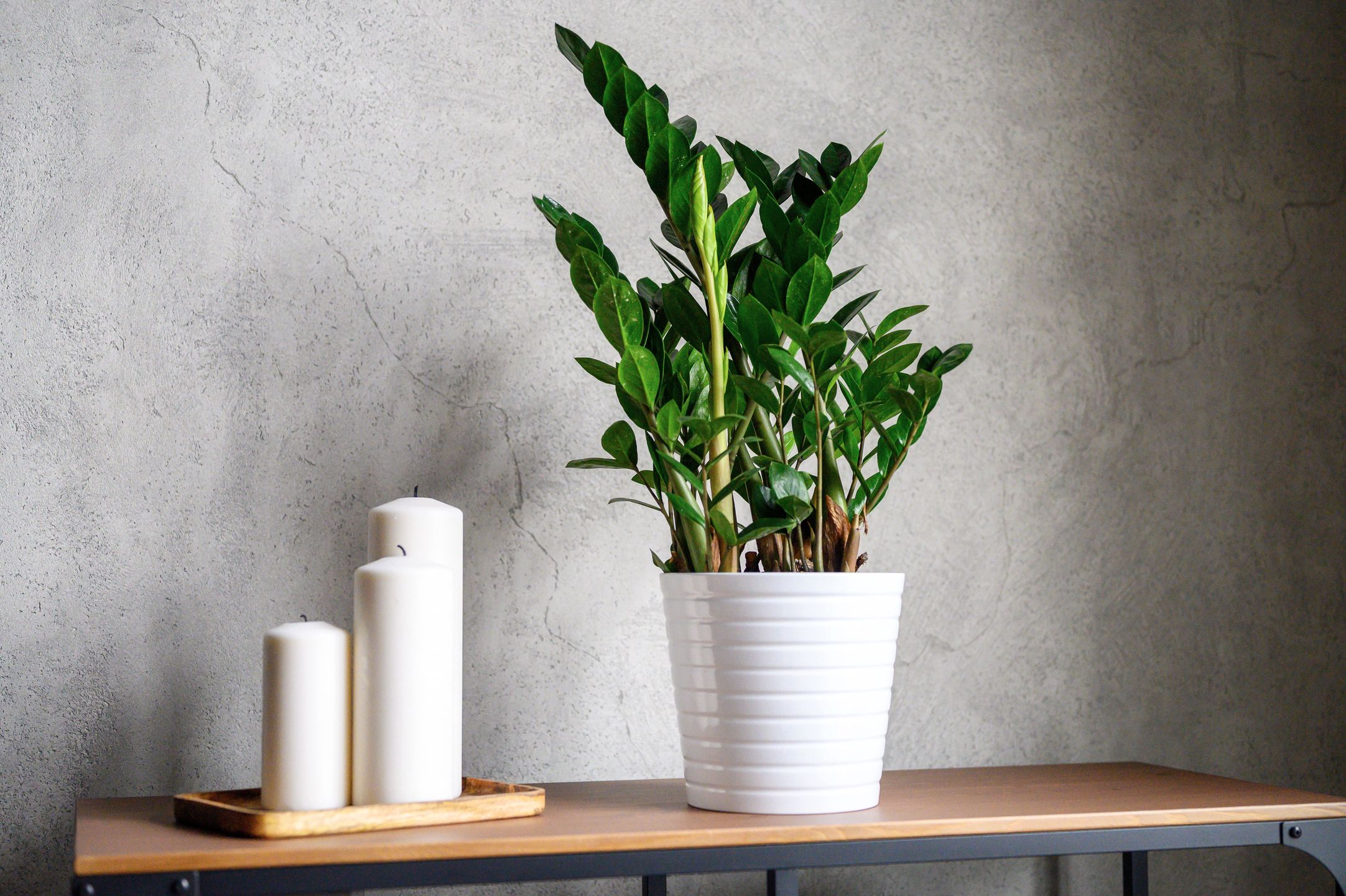 large white new candles in a wooden stand and zamioculcas zamiifolia plant in white flower pot on the table against the gray concrete wall. home decor details
large white new candles in a wooden stand and zamioculcas zamiifolia plant in white flower pot on the table against the gray concrete wall. home decor details
plant, candles, home, decor, zamioculcas, apartment, background, candlelight, closeup, concept, concrete, cozy, day, decor, decoration, design, desk, details, digital detox, domestic, flower, fresh, gray, green, indoor, inside, interior, light, luxurious, minimal, natural, nature, neutral, new, no people, nobody, object, pot, room, simple, simply, stand, styling, stylish, table, time, vintage, wall, white, wooden, zamiifolia, plant, candles, home, decor, zamioculcas, apartment, background, candlelight, closeup, concept, concrete, cozy, day, decoration, design, desk, details, digital detox, domestic, flower, fresh, gray, green, indoor, inside, interior, light, luxurious, minimal, natural, nature, neutral, new, no people, nobody, object, pot, room, simple, simply, stand, styling, stylish, table, time, vintage, wall, white, wooden