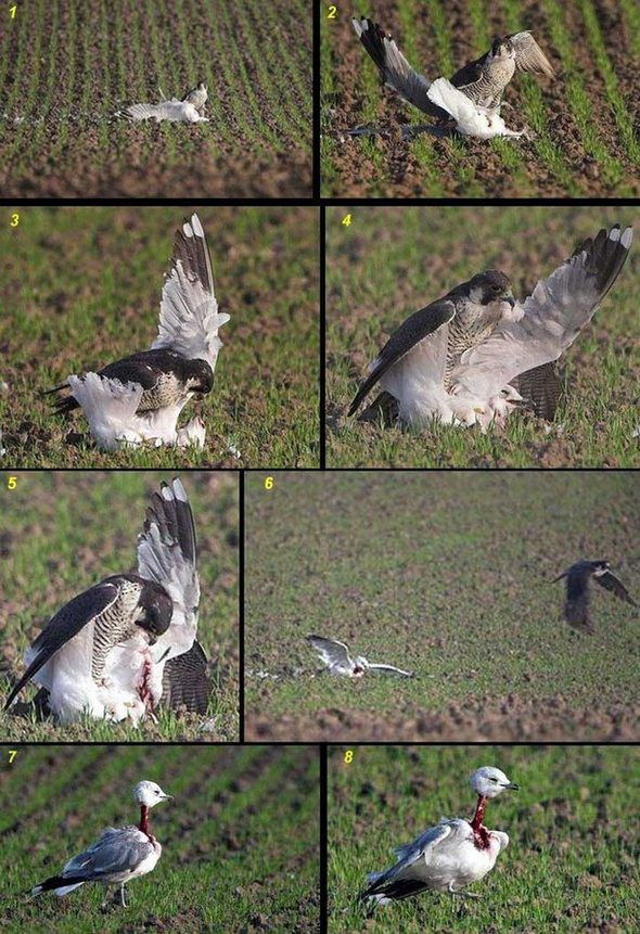 Czy te zdjęcia są prawdziwe? [galeria] 4