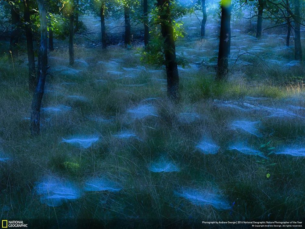 Fotografie natury, która nie przestaje zachwycać. Oto finałowe prace konkursu National Geographic Nature Photographer of the Year 2016 12