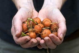 Co warto wiedzieć o żywności modyfikowanej genetycznie?