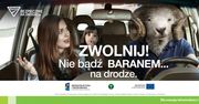 CANARD radzi: nie bądź baranem… na drodze!