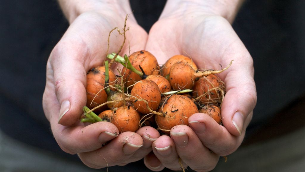Co warto wiedzieć o żywności modyfikowanej genetycznie?