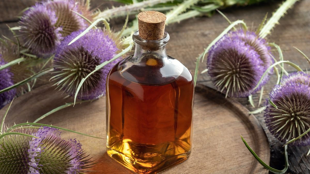 Szczeć pospolita to roślina stosowana w medycynie niekonwecjonalnej.