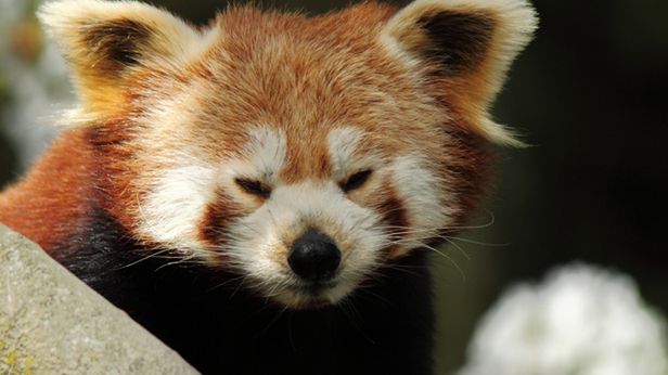 Pobierz Firefoksa, a uszczęśliwisz uroczą pandę czerwoną 1