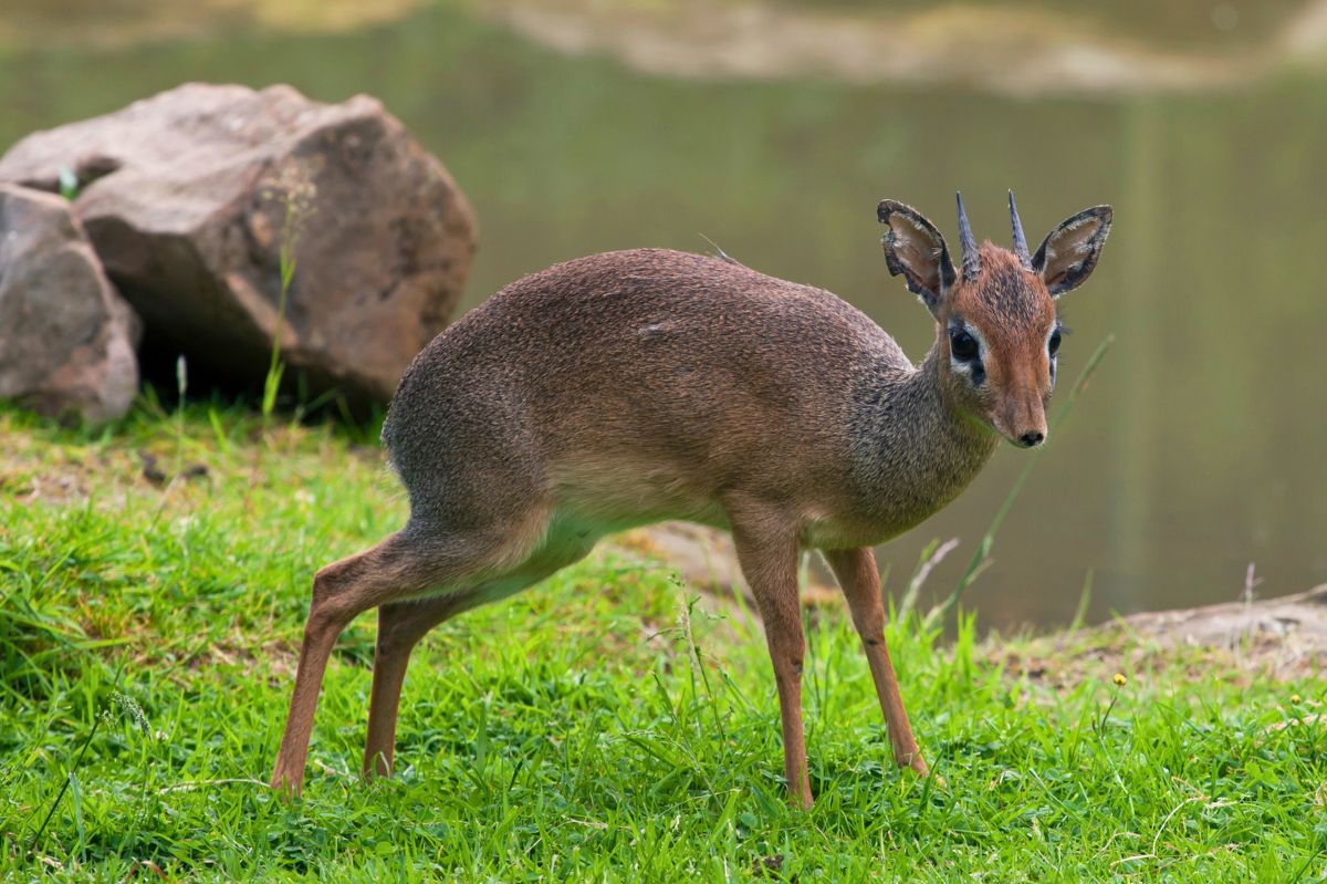 Wrocławskie zoo powitało na świecie najmniejszą antylopę świata. Jest rozmiaru kota